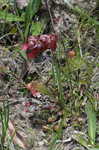 Parrot pitcherplant